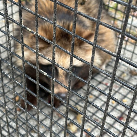 罠にかかった狸